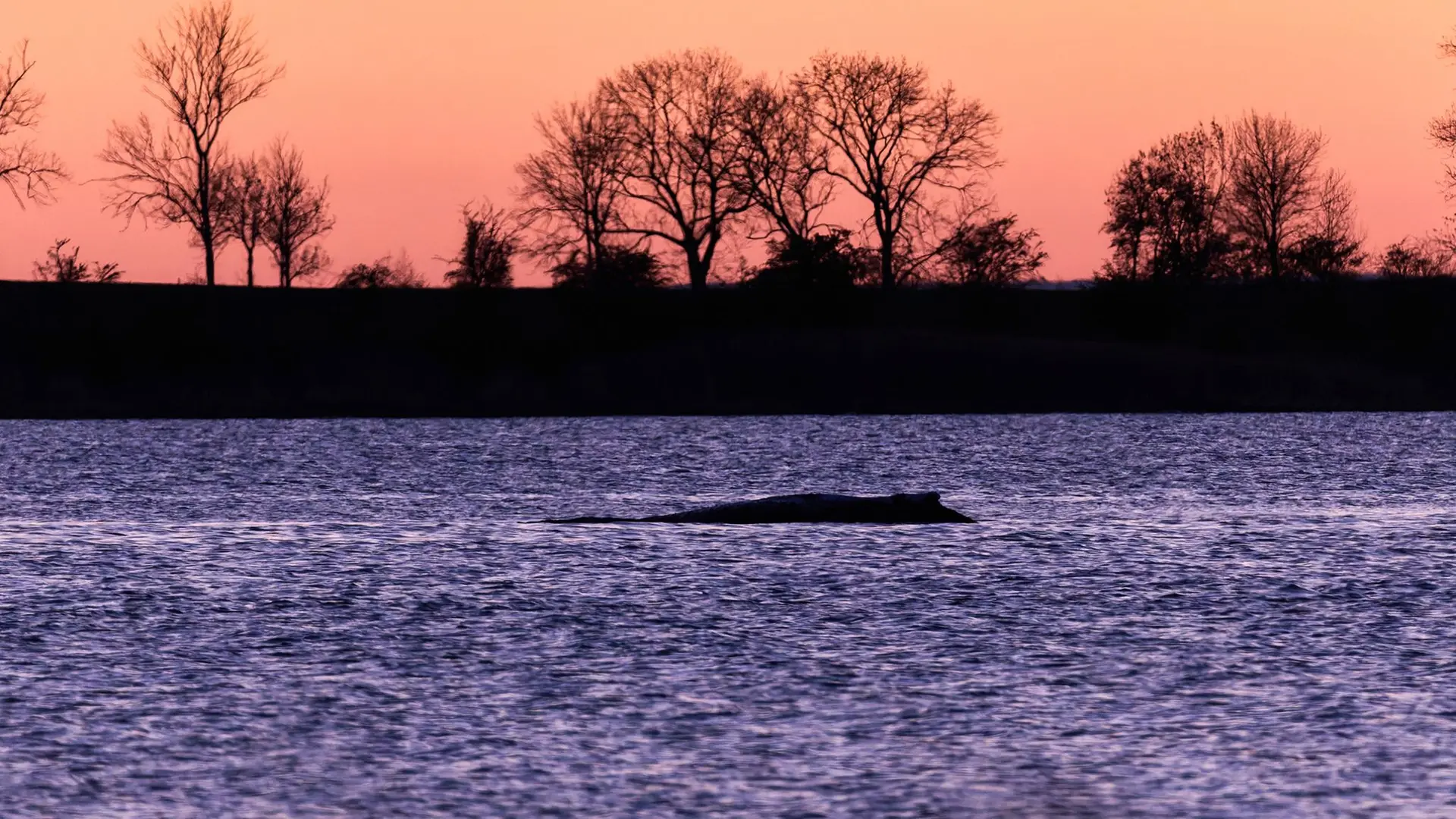 Liveticker zum Ostsee-Wal: Rettungsversuch geht am siebten Tag weiter