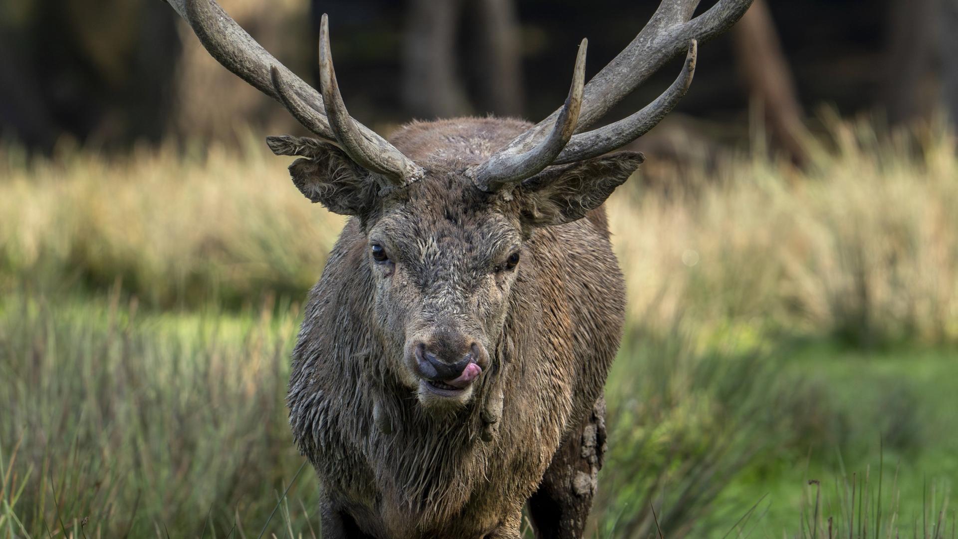 Auf den Spuren von Rehen, Wildschweinen und Rotwild in MV