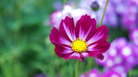 Cosmea: Das Schmuckkrbchen pflanzen und vermehren | ndr.de