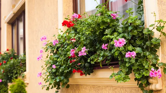 Geranien (Pelargonien) pflanzen, pflegen und vermehren | ndr.de