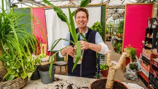 strelitzia nicolai vermehren Tipps zur Pflege deiner Pflanze : Strelitzia nicolai – PflanzenFuerAlle main image 0