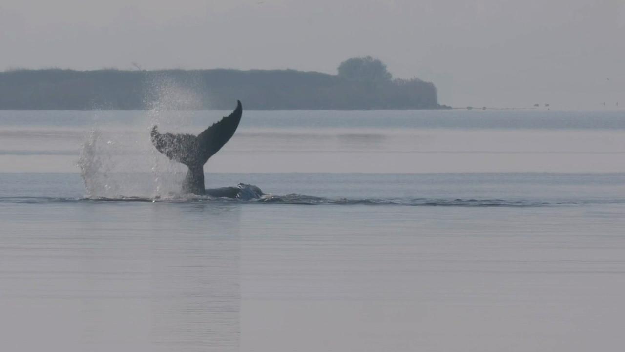 Ostsee: Rettungsversuch von gestrandetem Buckelwal soll starten