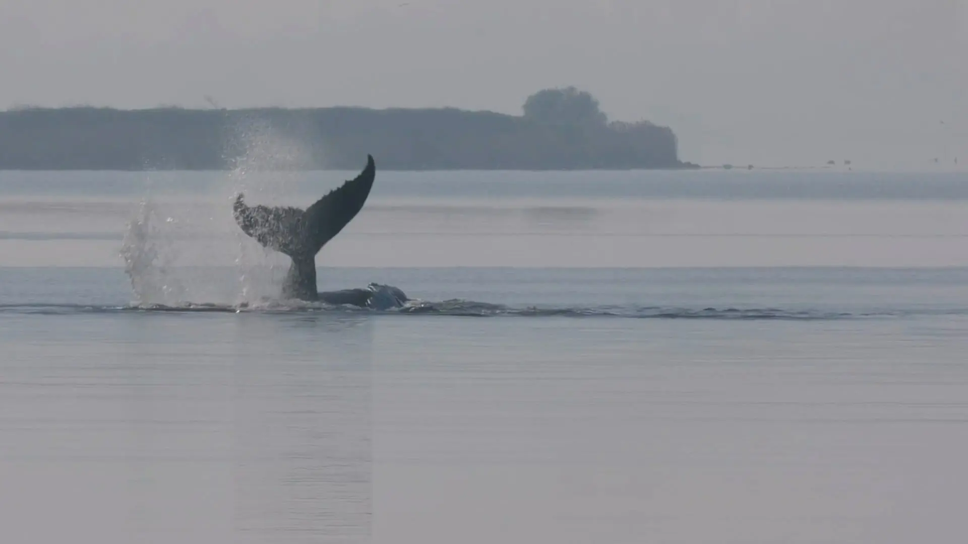 Liveblog: Ostsee-Wal vor Poel - Rettungsversuch startet am Sonnabend