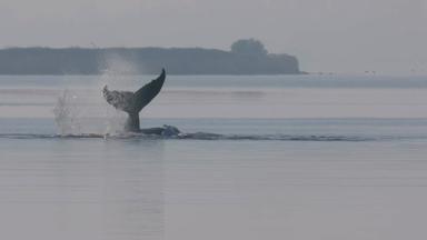 ++ Starke Bewegungen vom gestrandeten Buckelwal ++