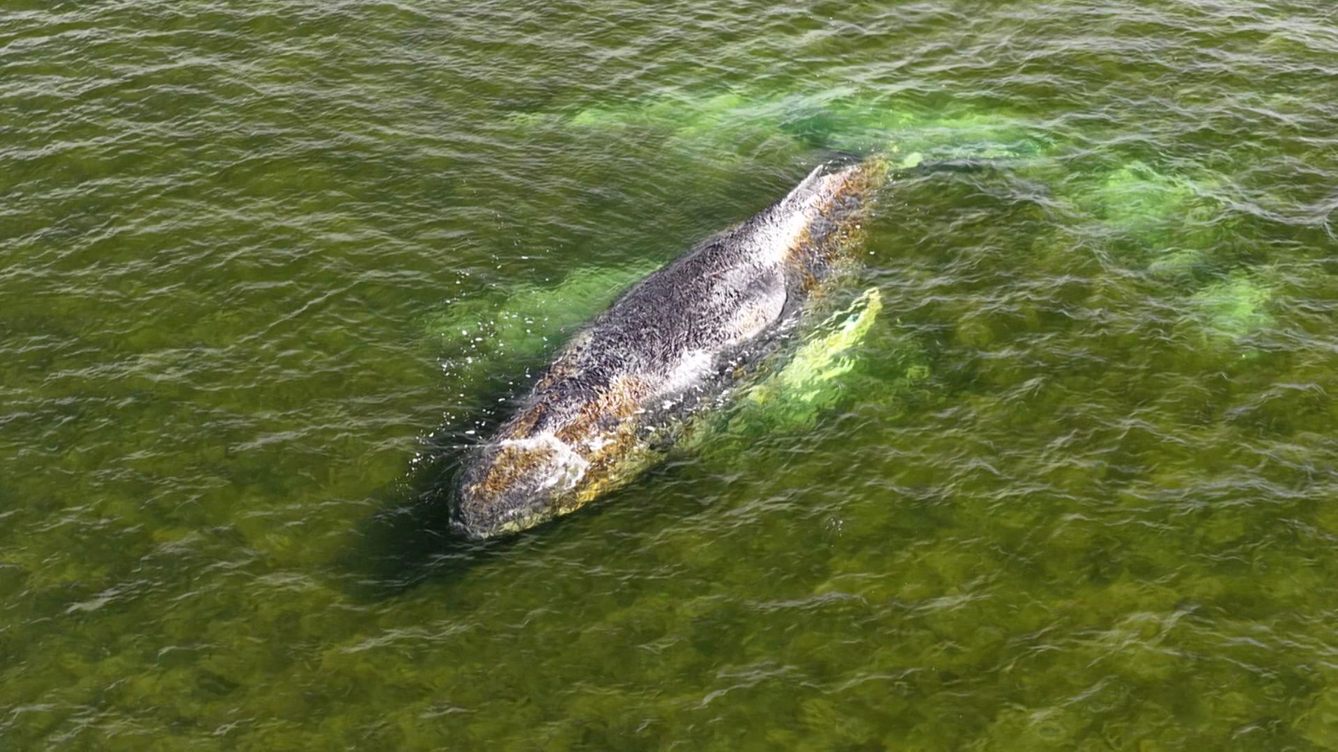 Ein Wal befindet sich in relativ flachen Wasser vor der OstseekÃ¼ste bei Wismar. | NDR/Screenshot