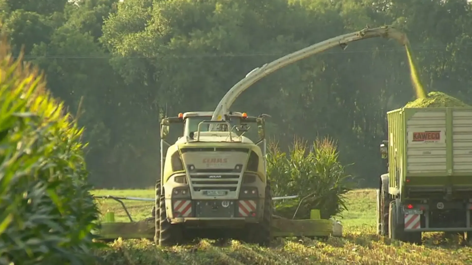 Metall im Mais: Landwirt vermutet bewusste Sabotage