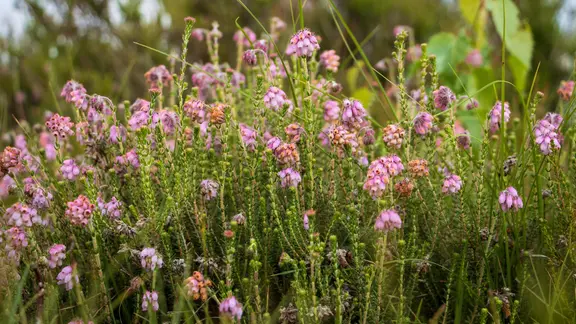 Die Glockenheide blüht lila.