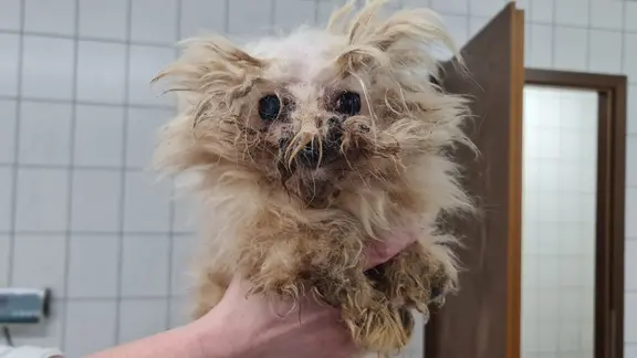Ein völlig zerzauster kleiner Hund mit dreckigem weißen Fell wird von einem Mitarbeiter des Tierschutzvereins Stralsund in die Kamera gehalten.