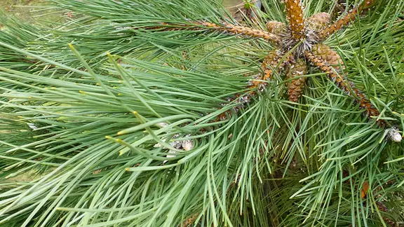 Die Waldkiefer (Pinus sylvestris L.) | ndr.de