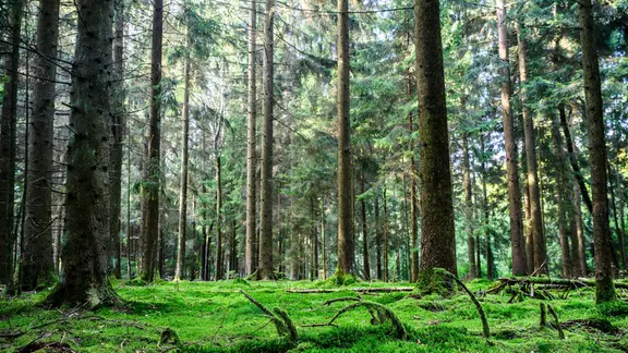 Blick in das Wildnisgebiet Solling.
