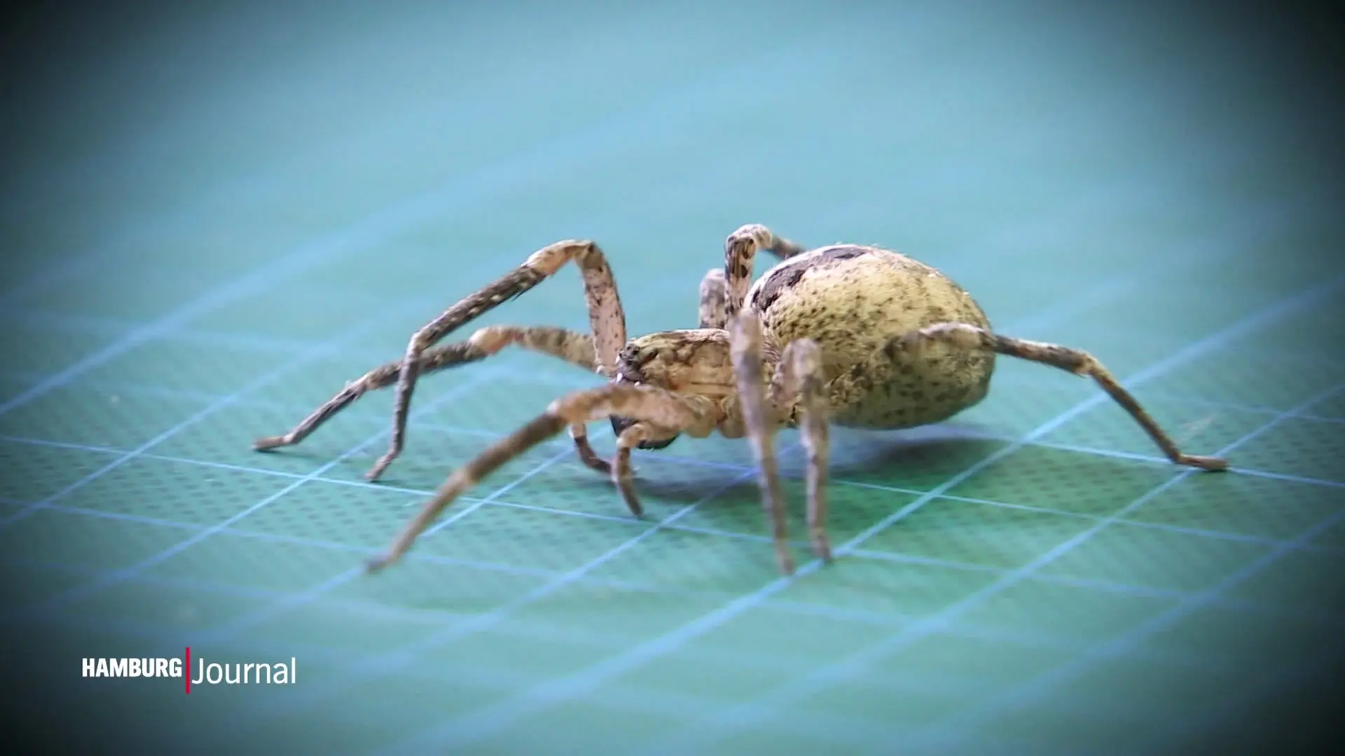 Nosferatu-Spinne in Hamburg gesichtet