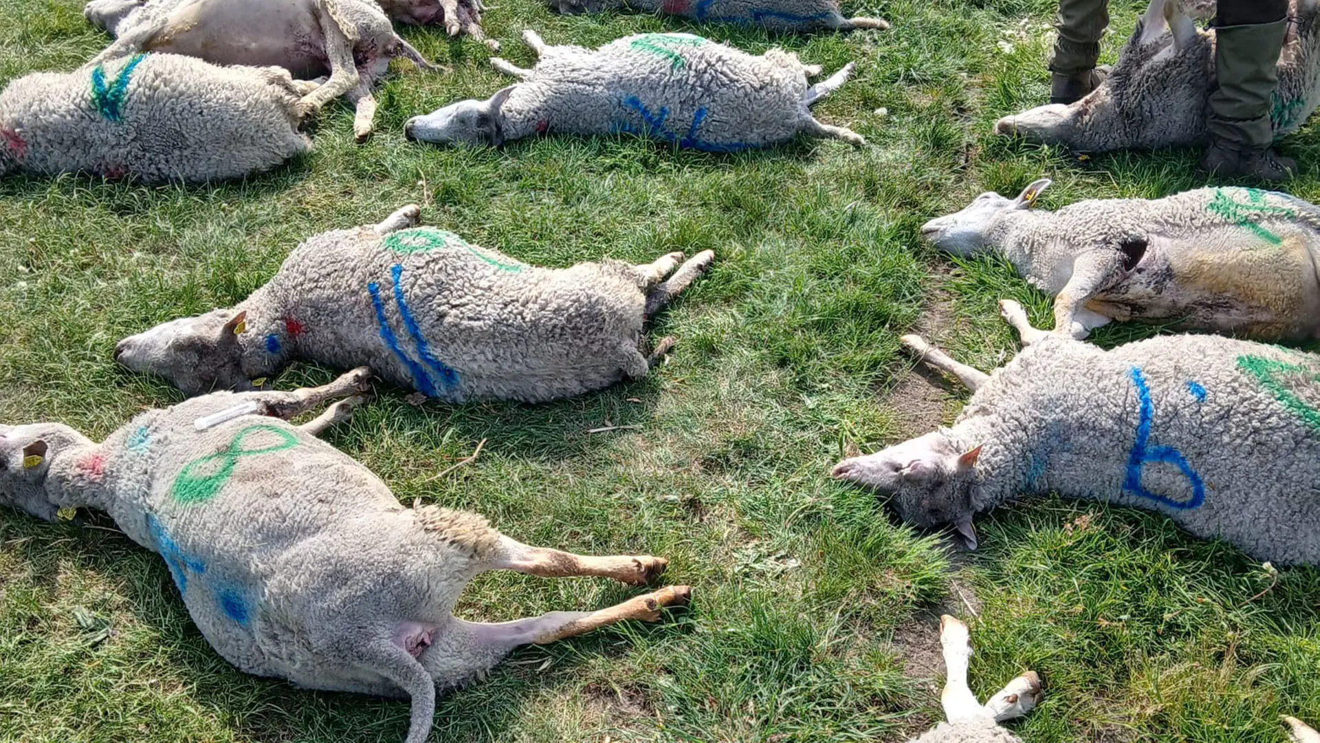 Größter Angriff in Niedersachsen: Wölfe in Füchtenfeld sollen geschossen werden