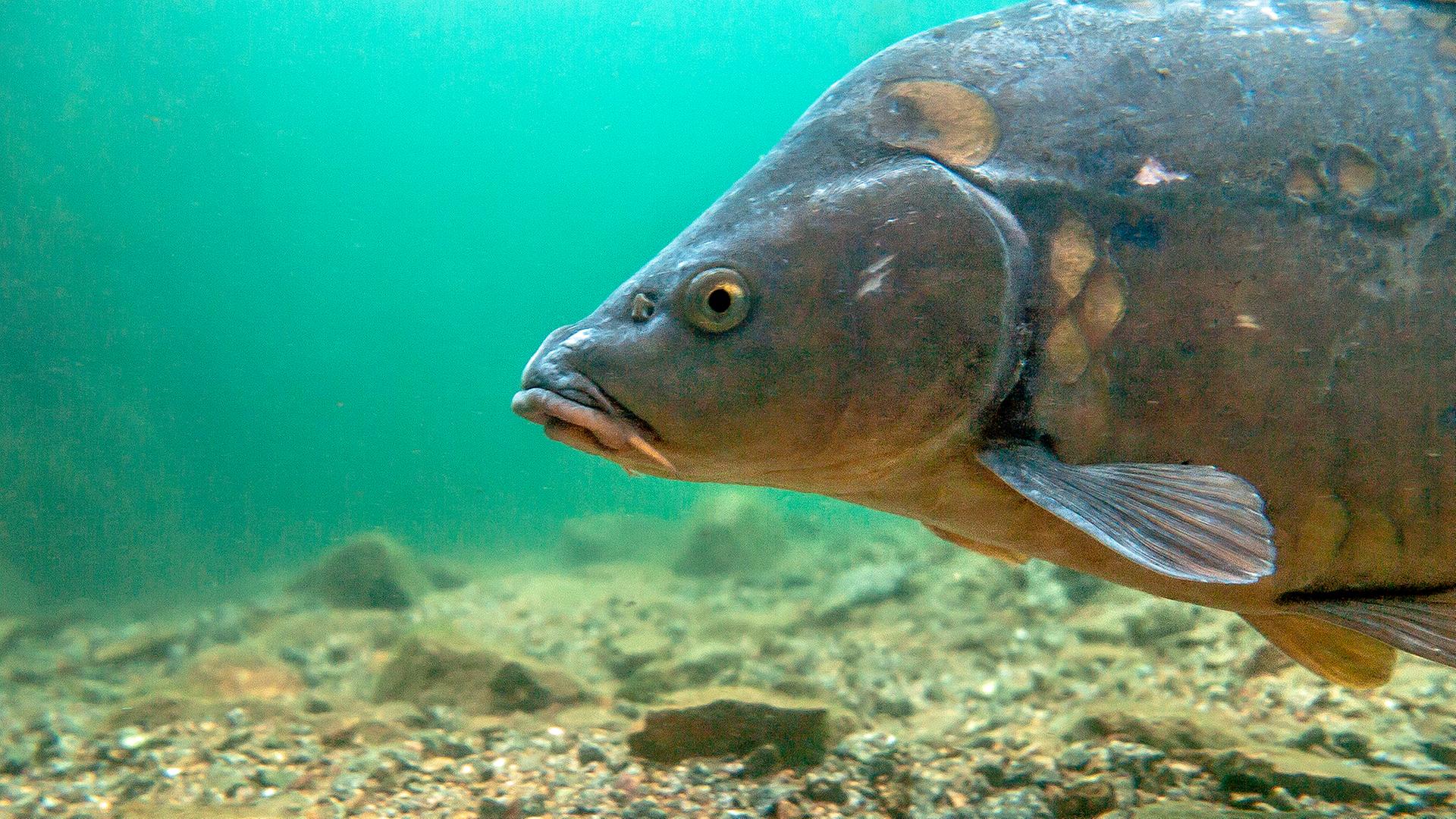 500 Karpfen in Stralsund als "Landschaftspfleger" im Einsatz