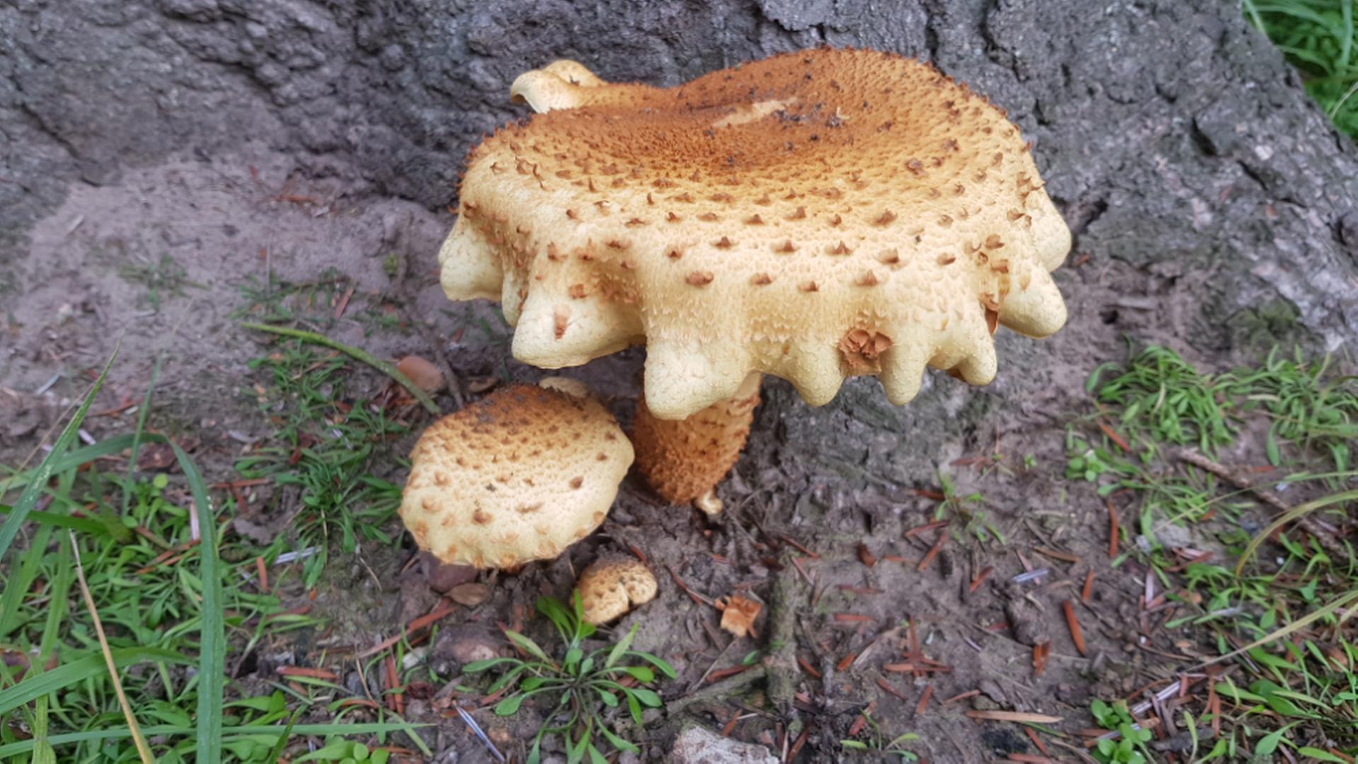 Lecker bis giftig: Etwa 250 Pilzarten bei Landesausstellung