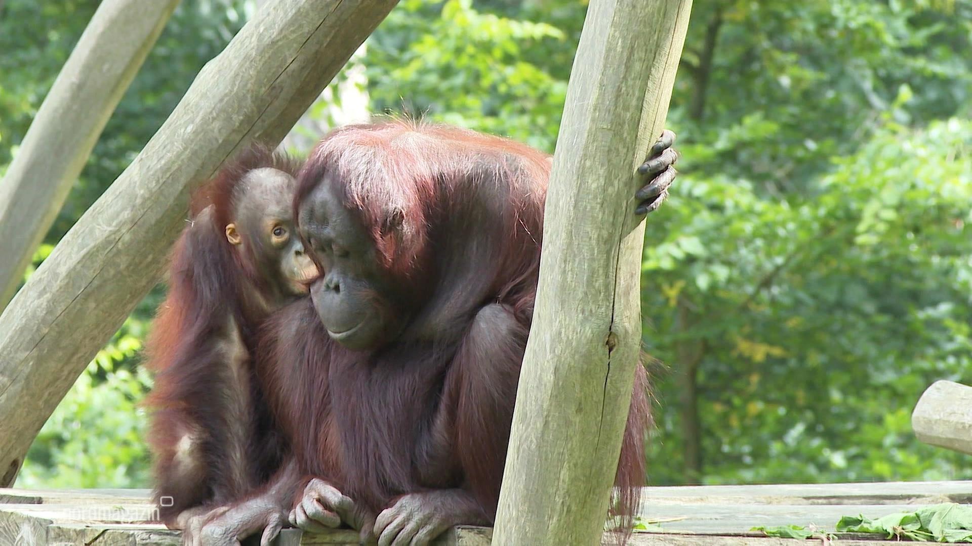 Rostocker Zoo: Neue Anlage für Orang-Utans fertig