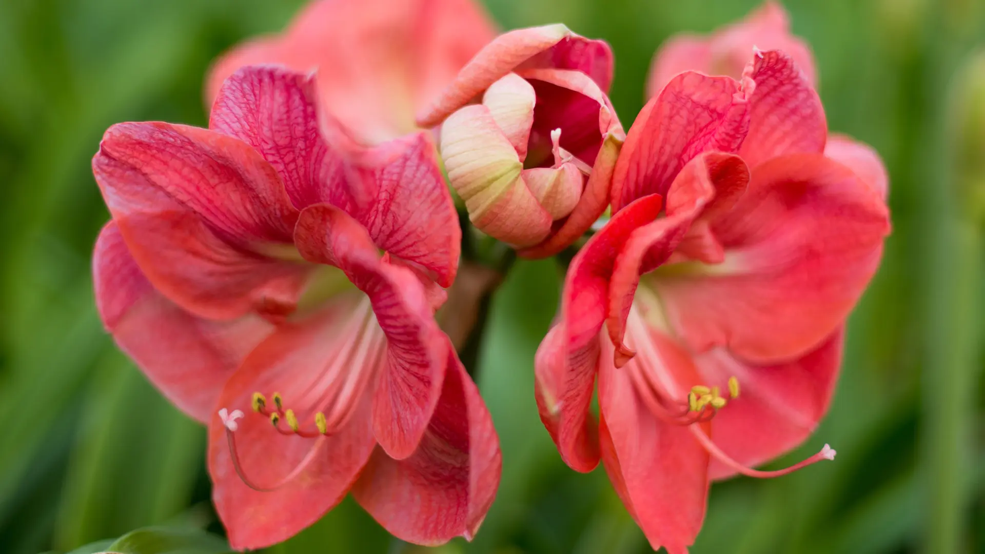 Amaryllis: Die richtige Pflege fr mehr Bltenpracht