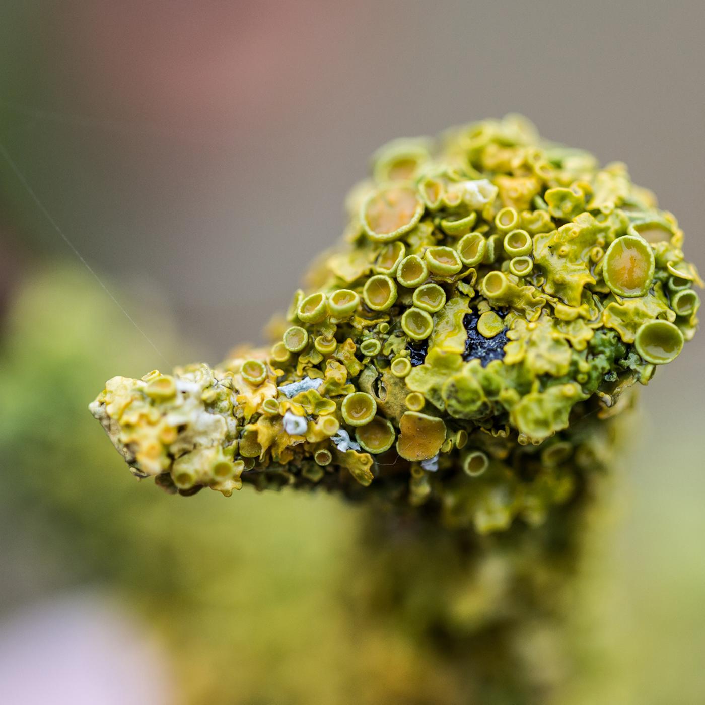 Flechten im Garten: Schaden sie den Pflanzen?