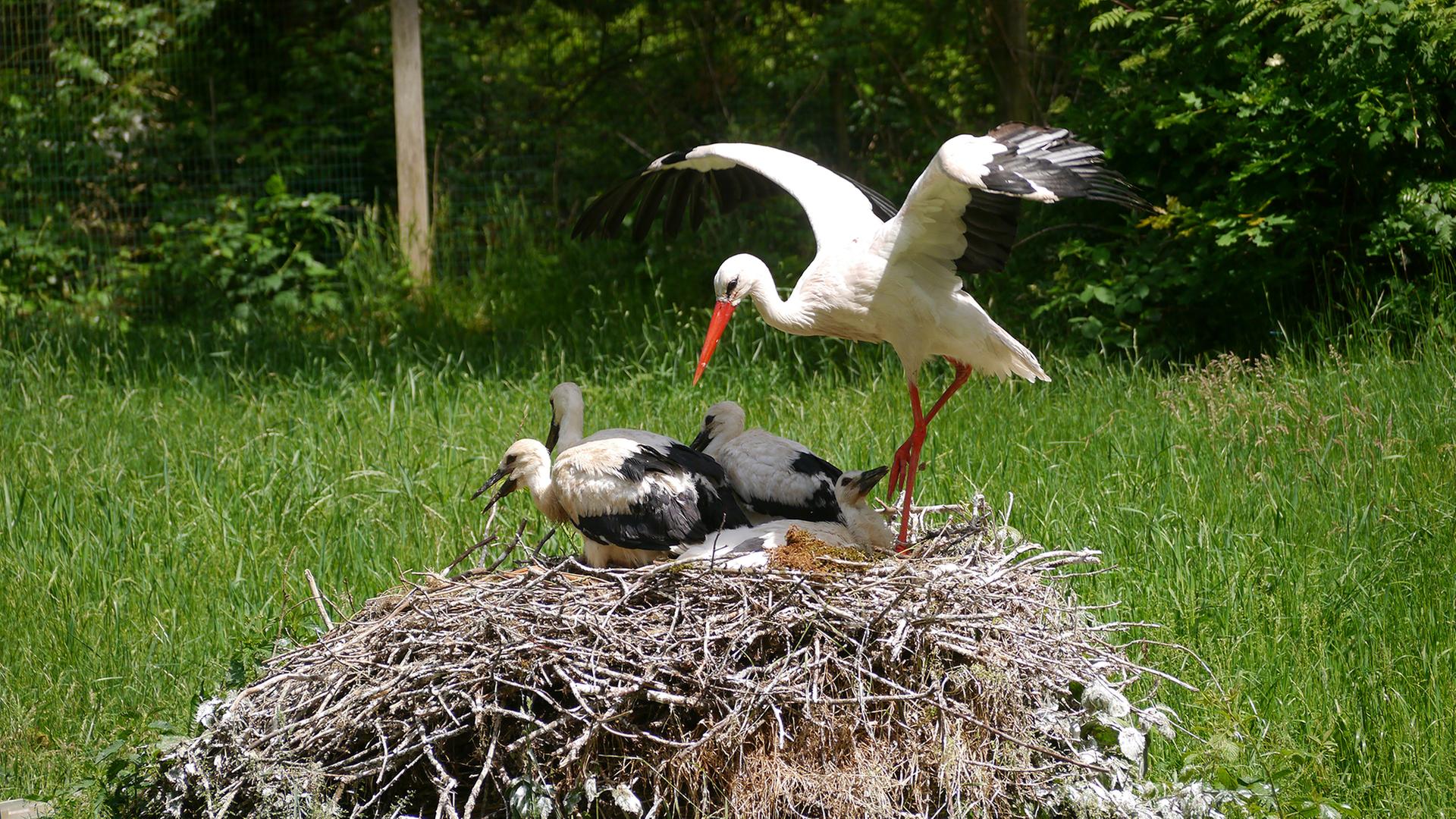 Immer mehr Störche: Wieso so viele Vögel in SH leben und brüten