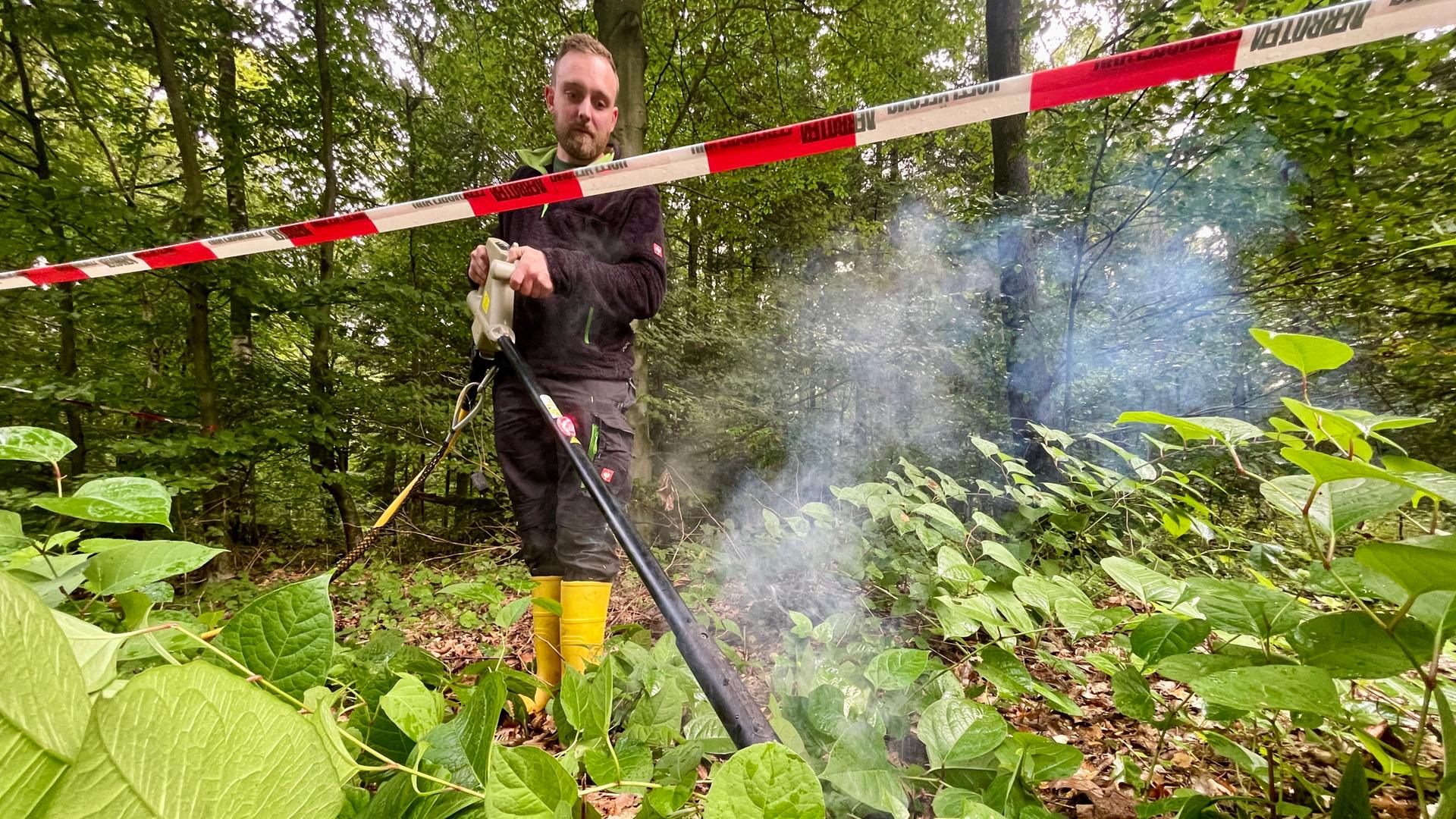 Ein Mann steht im Wald und vernichtet mit einer Elektrolanze Staudenknöterich. | NDR, Barbara Kreuzer
