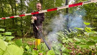 Ein Mann steht im Wald und vernichtet mit einer Elektrolanze Staudenknöterich.