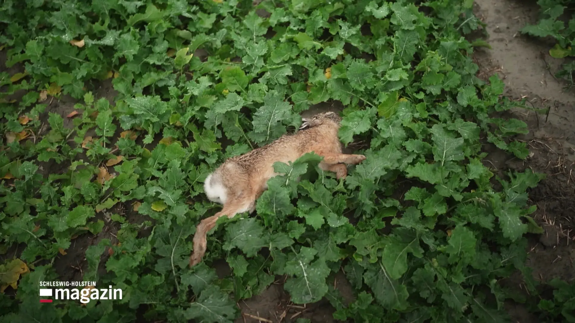 Tödliches Virus bedroht heimische Feldhasen und Wildkaninchen