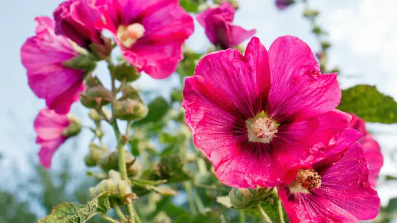 Malven im Garten pflanzen, pflegen und schneiden | ndr.de