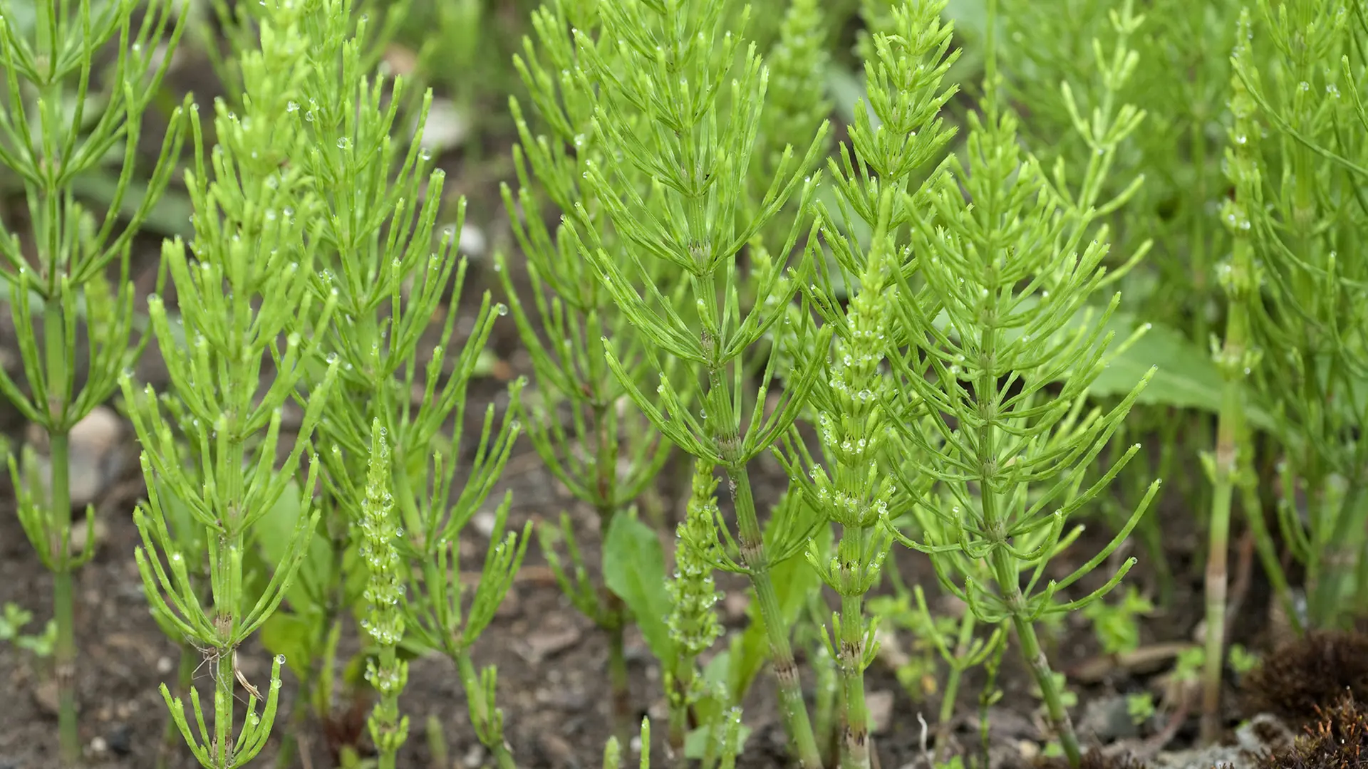 heidelbeeren pflanzen düngen Mineraldünger für Heidelbeeren in 3kg und 10kg main image 1