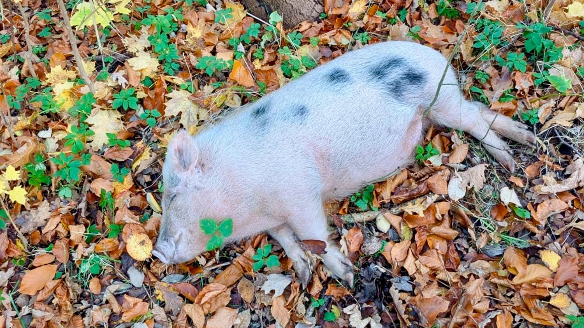 Bremervörde: Ein totes Minischwein liegt im Laub.  | dpa, Uwe Hartwig
