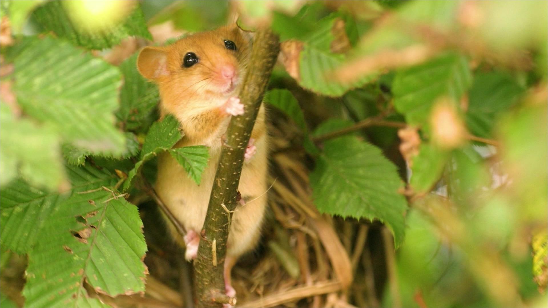 A20-Weiterbau: Was wurde aus Haselmaus und Zwergschwan?