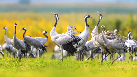 Ein Schwarm Kraniche auf einer Wiese bei Groß Mohrdorf in Mecklenburg-Vorpommern.