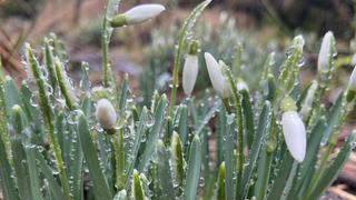 Schneeglöckchen blühen in Niedersachsen.