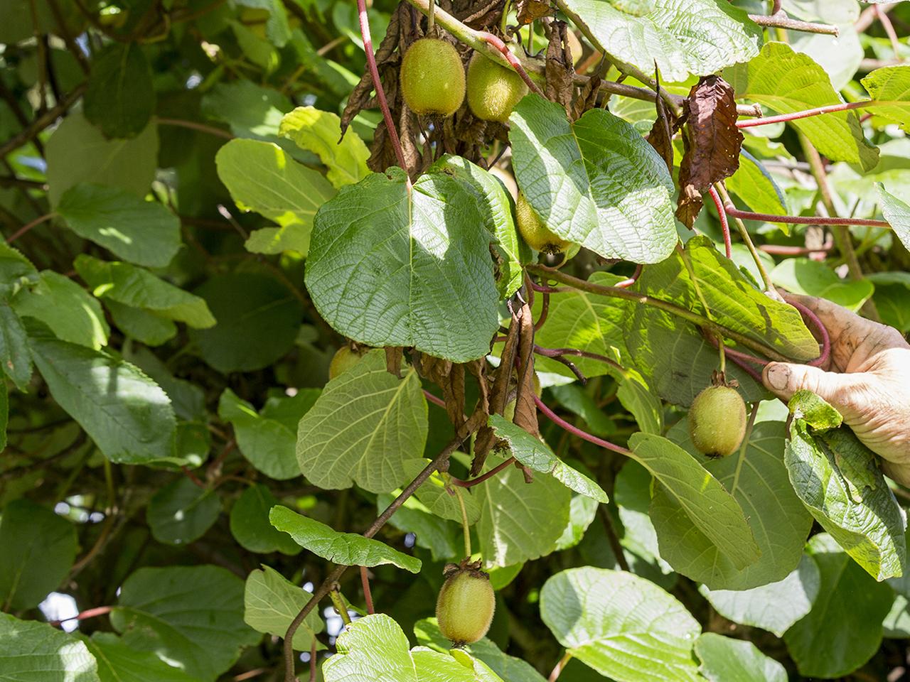 zimmerpflanze mit geflochtenem stamm Glückskastanie Pachira aquatica geflochtener Stamm - Pachira aquatica main image 1