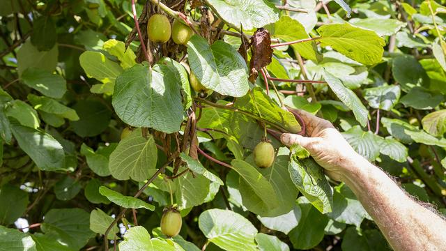 Kiwis im heimischen Garten richtig pflanzen und pflegen