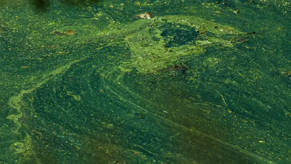 Das Wasser eine Sees ist durch Blaualgen eingetrübt. 