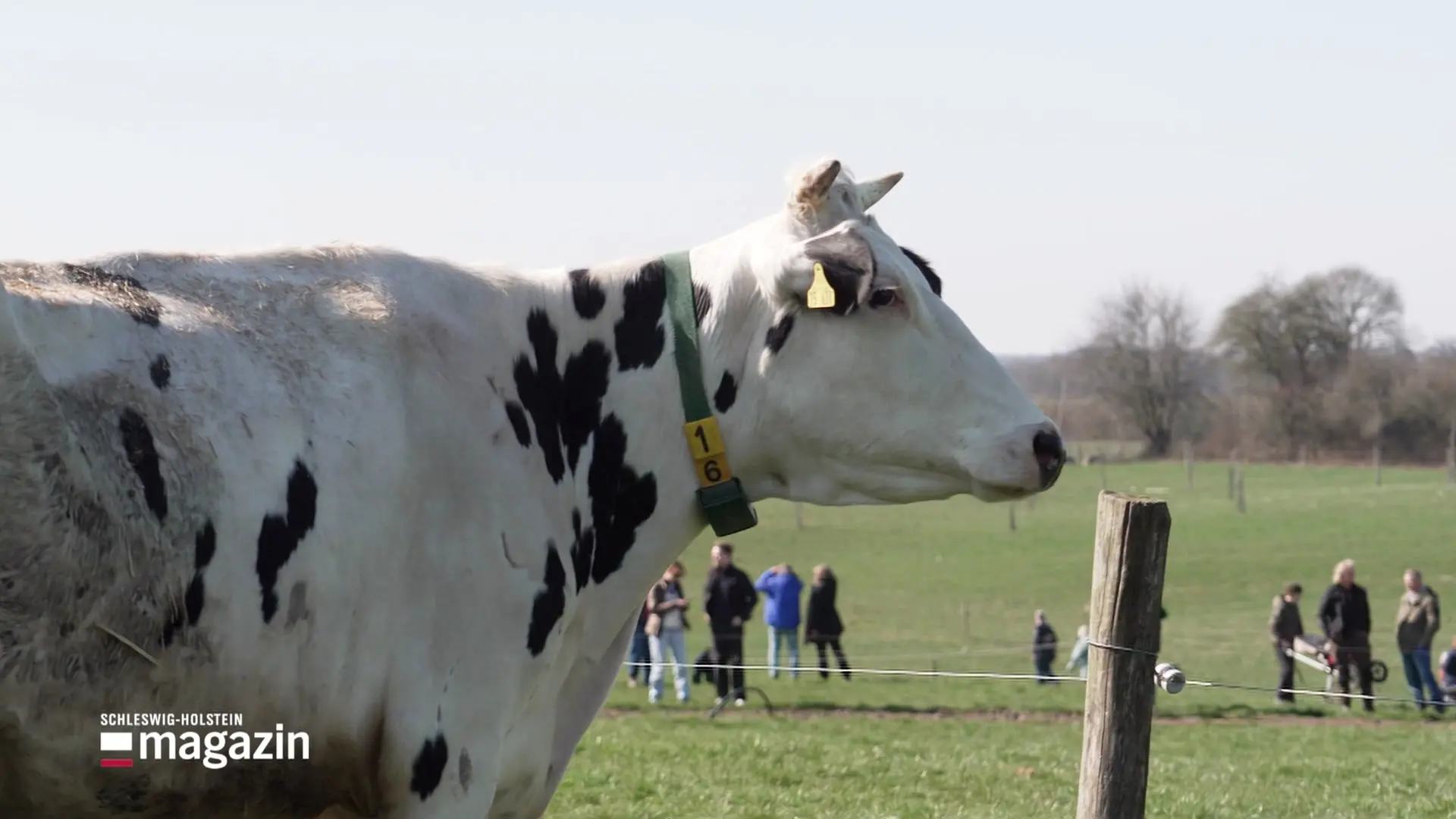 Eichhof in Großbarkau: Weideaustrieb als Event