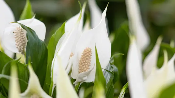 monstera künstlich Monstera Künstlich - Künstliche Pflanzen main image 1