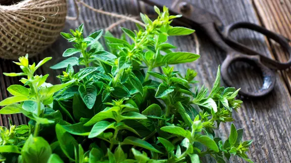 Ein Bund Majoran, daneben eine Schere und ein Band.