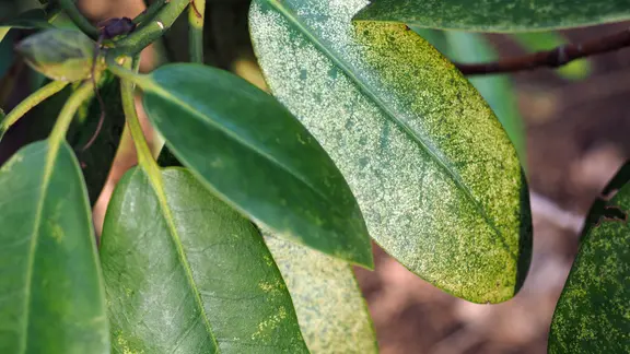 Rhododendron richtig dngen: So blht er in voller Pracht | ndr.de
