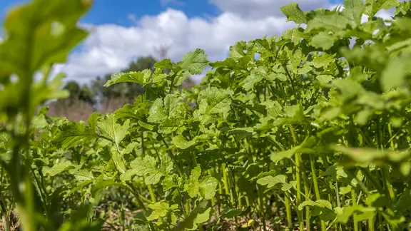 Senf als Gründündung.
