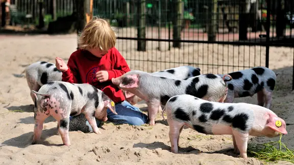 Kind im Streichelzoo mit Ferkeln der Bentheimer Schweine im Tierpark Nordhorn.