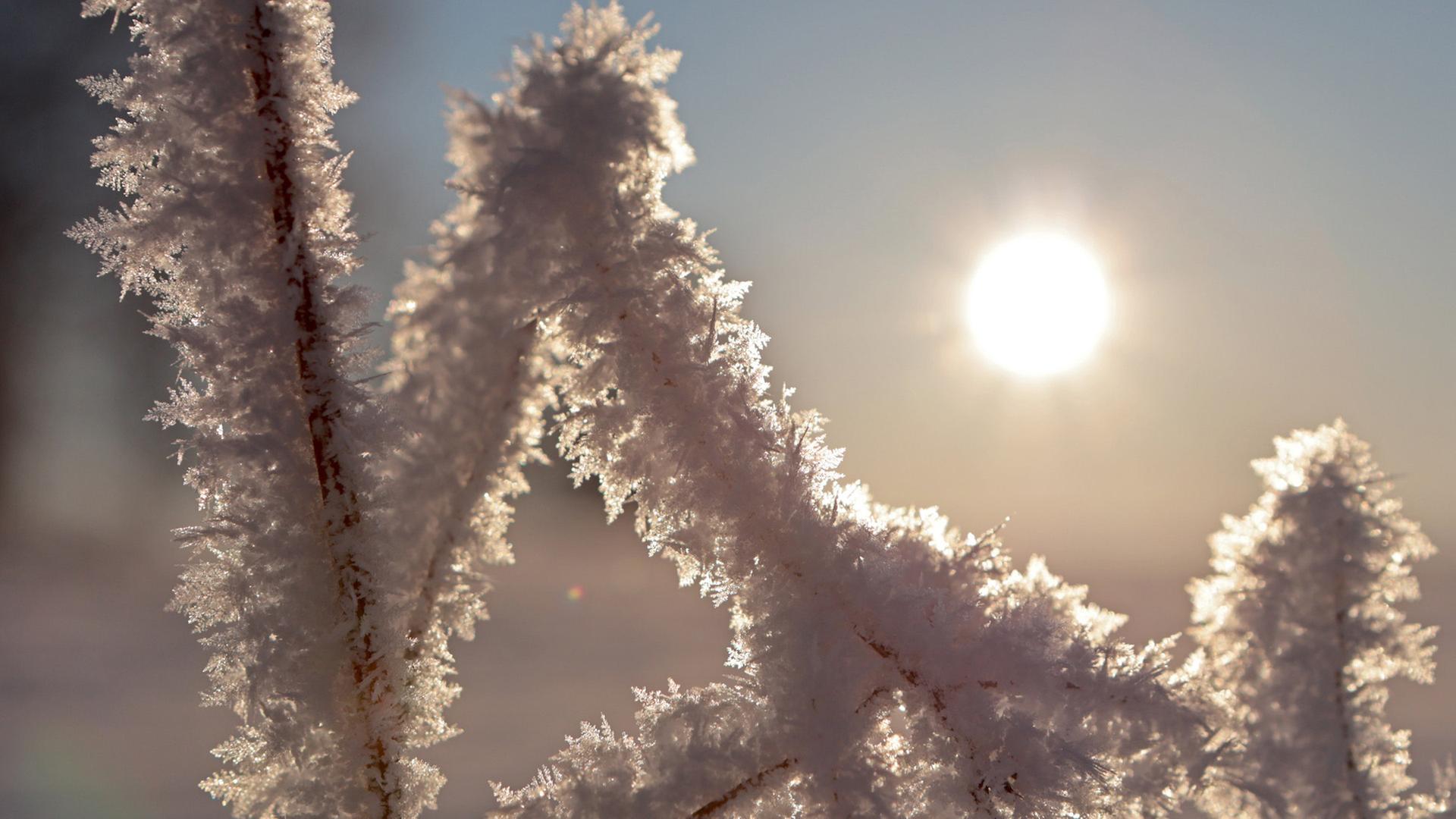 Reif umgibt die Gräser auf einer Wiese im Oberharzort Elbingerode. | picture alliance/dpa, Matthias Bein