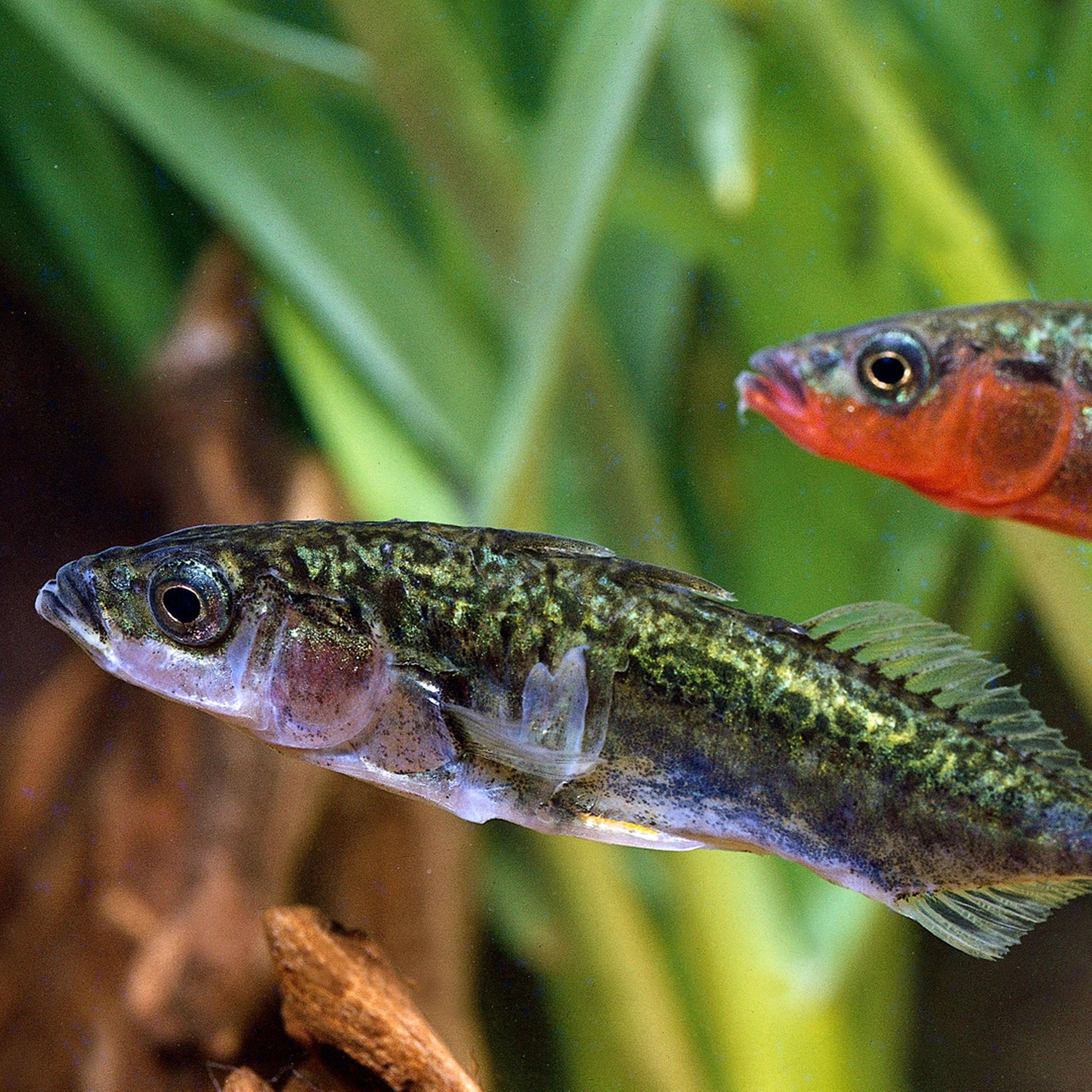 Synapsen – ein Wissenschaftspodcast