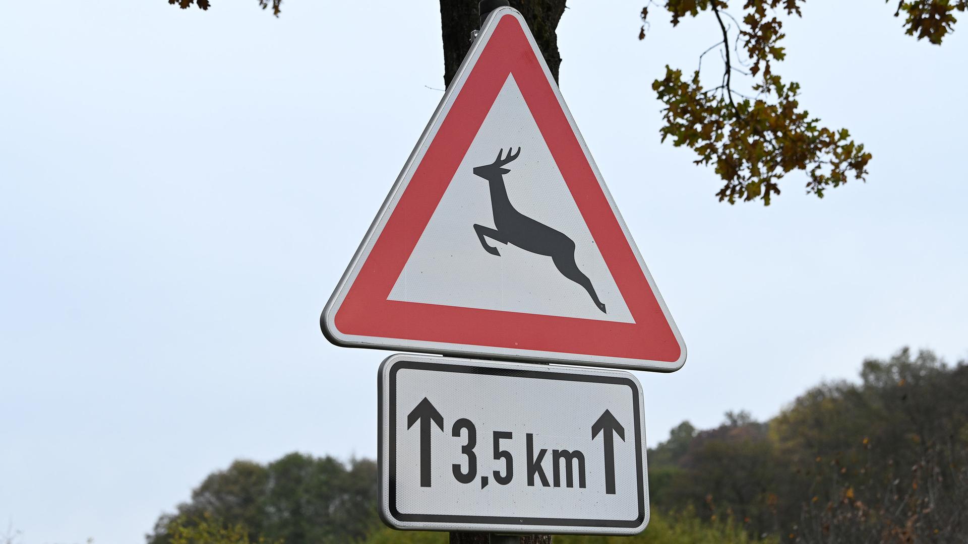 Hirsch bei Zingst fast gleichzeitig von zwei Autos erwischt