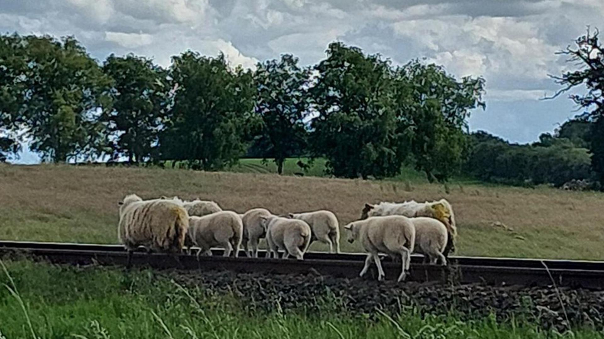 Bahnstrecke bei Mohrkirch zeitweise wegen Schafen 
