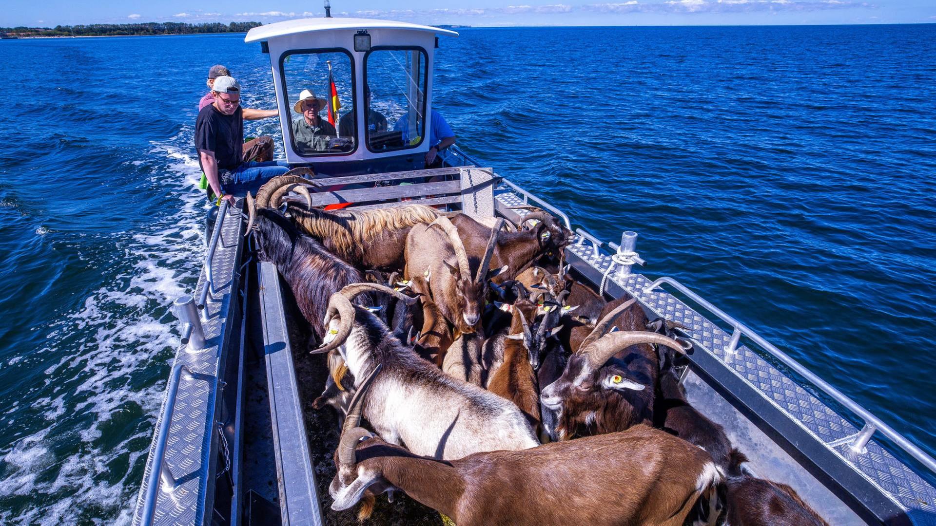 Wismarbucht: 22 Ziegen ziehen per Boot auf Insel Walfisch