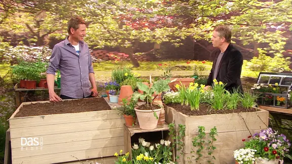 NDR Gartenexperte Peter Rasch und DAS!-Moderator Hinnerk Baumgarten im Studio vor einem großen Pflanzenkübel.
