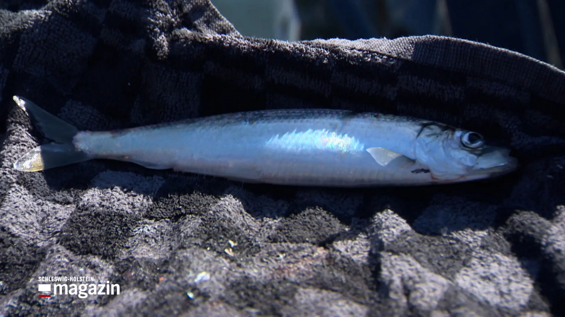 Die Heringe kommen - mit dem Touristenführer auf der Schlei