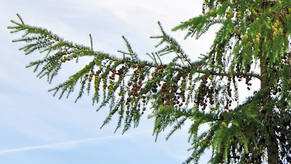 Die Lrche (Larix decidua) | ndr.de