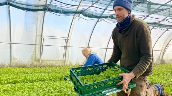 Simon Schmitz erntet im Oktober Feldsalat im Folientunnel.