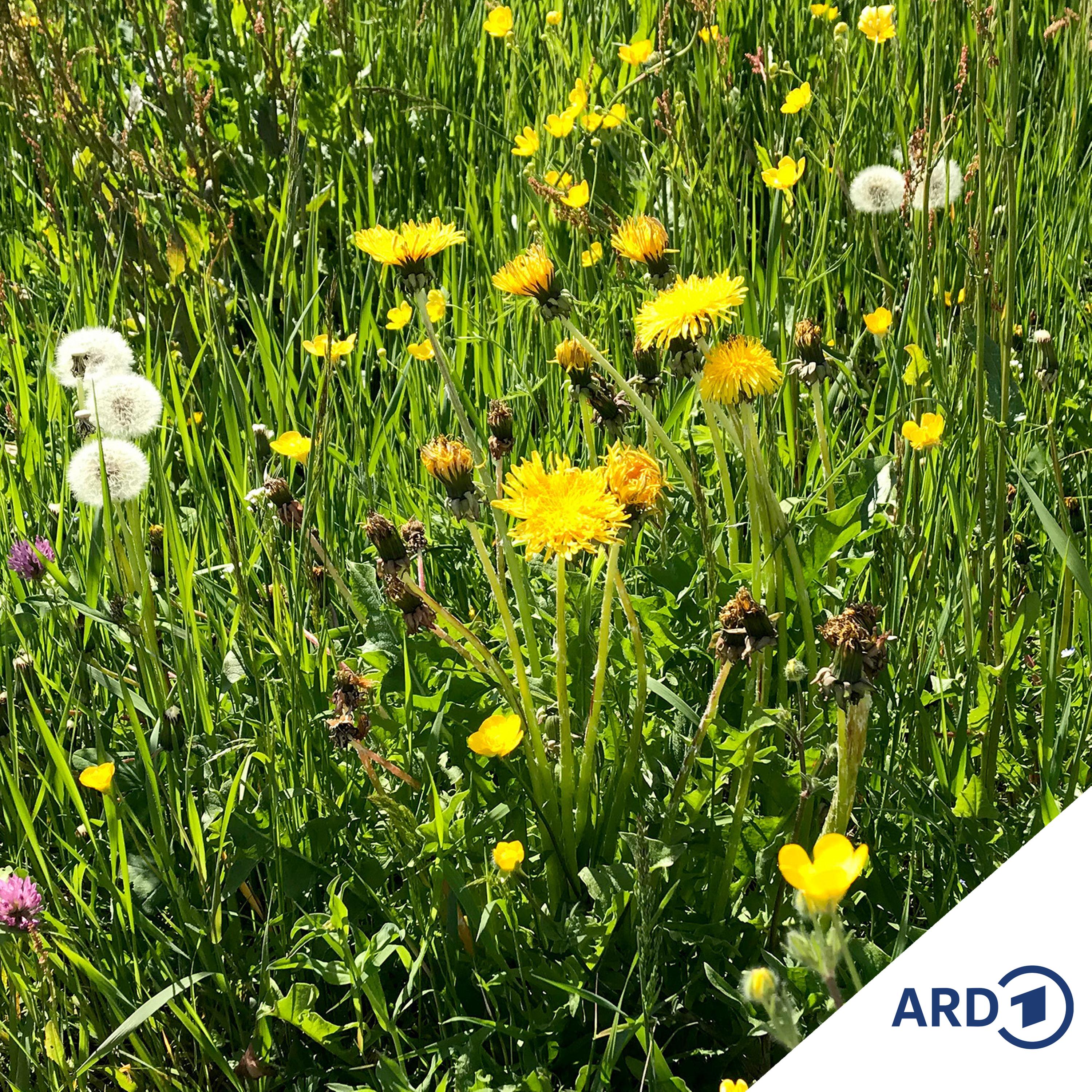 Mitredezeit: Frühling